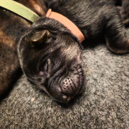 Brown Collar (Judo) - Black and red male German Shepherd puppy in Hermitage, Pennsylvania from Shepherds of the Hundred Acres