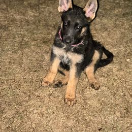 German Shepherd Puppies from Pridelands