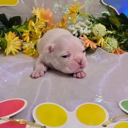 Snow White Boy - Seal and white male Boston Terrier puppy in Corsicana, Texas from JT Bostons