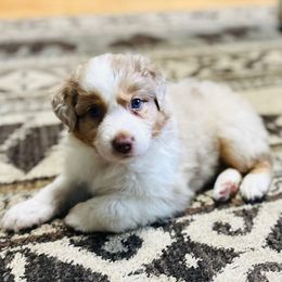 Rocky - Red merle male Australian Shepherd puppy in Saratoga Springs, New York from Rock Springs Australian Shepherds