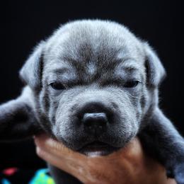 Blanche - Blue female Staffordshire Bull Terrier puppy in Dallas, Texas from Wild Blue Staffords