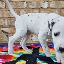 Boy 6 - Teal collar - White and black Dalmatian puppy in Adamstown, Maryland from Sprinkled with Hearts Dalmatians