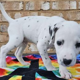 Boy 6 - Teal collar - White and black Dalmatian puppy in Adamstown, Maryland from Sprinkled with Hearts Dalmatians