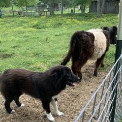 Karakachans from Dominion Farms Karakachans