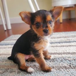 Biewer Terrier and Yorkshire Terrier Puppies from 1.StarDreamPups