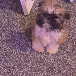 Bluey - Brown male Mal-Shi puppy in Pleasant Hill, Iowa from Courtney Nicole's Mal Shihs & Goldendoodles
