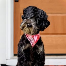 Luna - Australian Labradoodle