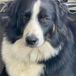 Grogu - Australian Shepherd