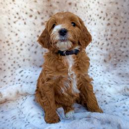 Black - Apricot female Goldendoodle puppy in Gilbert, Arizona from Bushman Doodles
