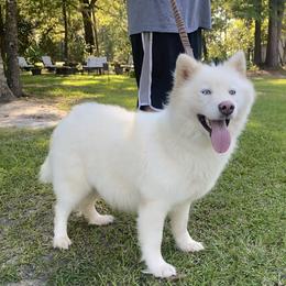 Una - Siberian Husky