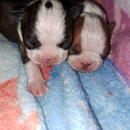 Boston Terrier Puppies from M&Bs Boston Terriers