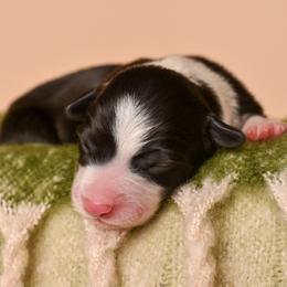 Glacier - Black and white male Border Collie puppy in Tillamook, Oregon from Oregon Bordoodles