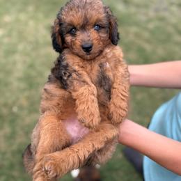 Juliet - female Aussiedoodle puppy in Yantis, Texas from Marie Mini Aussies