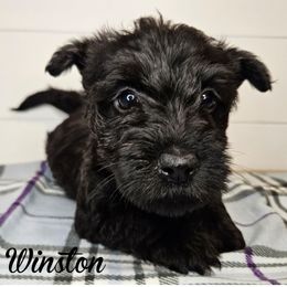 Boy 3 - light blue collar - Brindle male Scottish Terrier puppy in San Tan Valley, Arizona from For the love of Scotties