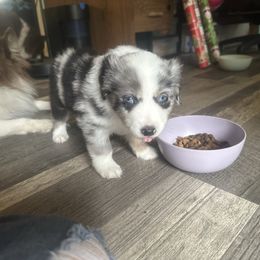 Soda Pop - Blue merle male Miniature Australian Shepherd puppy in Interlachen, Florida from Lucky Bones Miniature Australian Shepherds