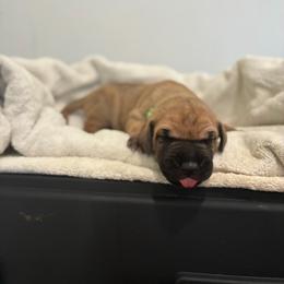 Margarita - Fawn female Great Dane puppy in Marble Falls, Texas from Notorious Great Danes