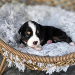 Macadamia - Black tri female Miniature Australian Shepherd puppy in Killen, Alabama from Wilkers Wholehearted Mini Aussies