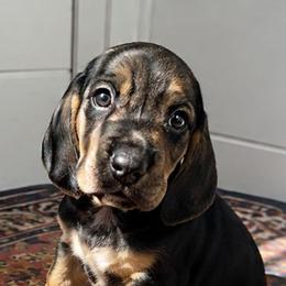 Blue - Black and brown male Basset Hound puppy in Fayetteville, Tennessee from Southern Town Hounds