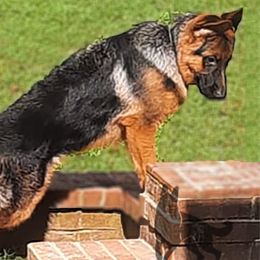German Shepherds from Crannog Working K9