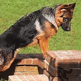 German Shepherds from Crannog Working K9