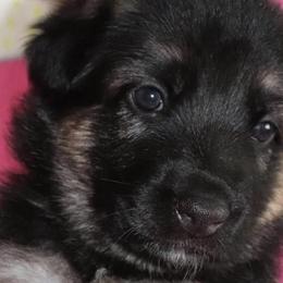 German Shepherds from Christine's German Shepherds