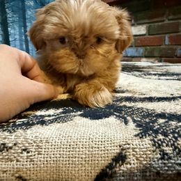 Sienna - Liver and white female Shih Tzu puppy in Running Springs, California from Amanda's Shih Tzus