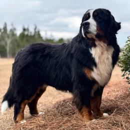 Cesar - Bernese Mountain Dog