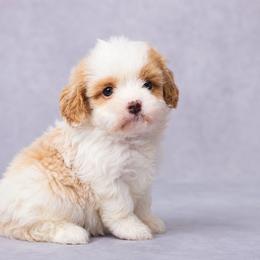 Kali - Blenheim female Cavapoo puppy in Apple Creek, Ohio from Grandeur Valley Puppies