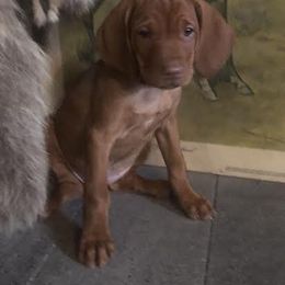 Girl 2 - Golden rust female Vizsla puppy in Tracy, Minnesota from SkoglundFarm Vizslas