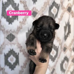 Cranberry - Sable female German Shepherd puppy in New Cambria, Missouri from Des Hausraben Shepherds