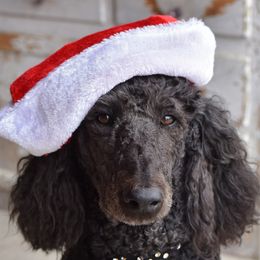 Samsom - Poodle