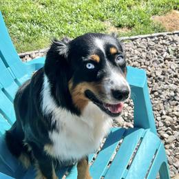 Blitz - Australian Shepherd