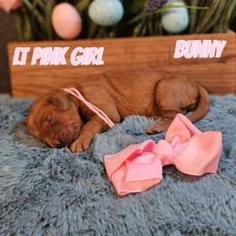 Bunny - Red  female Goldendoodle puppy in Haughton, Louisiana from Bailey’s Cajun Canines