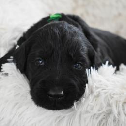 Apline (Dark Green) - Black male Giant Schnauzer puppy in Harrisville, Utah from Diamond in the Ruff