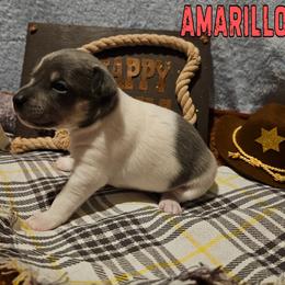 Amarillo - White and blue female Rat Terrier puppy in Lynn, Alabama from Cryptic Rat Terriers