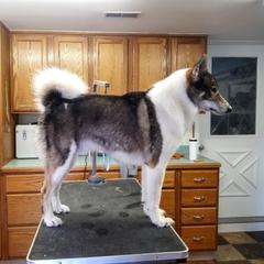 West Siberian Laika All Grown Up from Campfire WSL