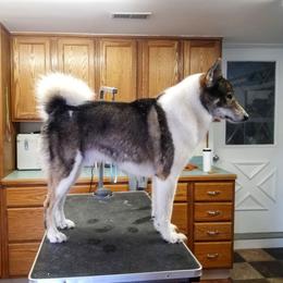 West Siberian Laika All Grown Up from Campfire WSL