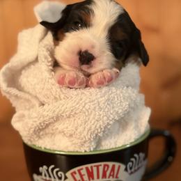 Cavalier King Charles Spaniel puppies from Outerlochen Kennel - The Friends Litter - "The one with the new roommates"