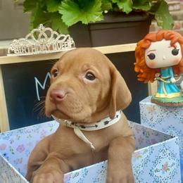 Merida - Golden rust female Vizsla puppy in Bloomington, Indiana from Envizion