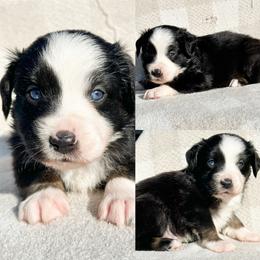 Black tri male 1 - Black tri male Miniature Australian Shepherd puppy in Brooker, Florida from Honey, I Shrunk the Aussies