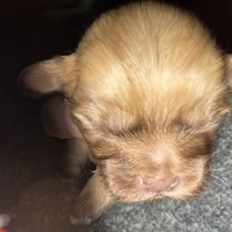 Girl 2 - Red female Shih Tzu puppy in Statesville, North Carolina from Grimmly Blue’s Shih Tzus