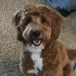 Waylon - Goldendoodle