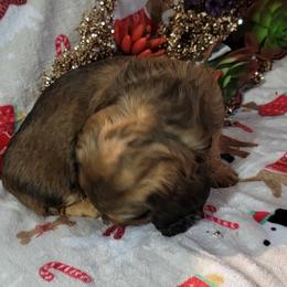 Dachshund Puppies from CLARK'S BREEDING PROGRAM