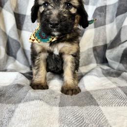 Bernedoodle Puppies from Sunny Sky Doodles