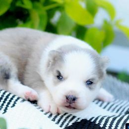 Sailor - Merle male Pomsky puppy in Bremen, Indiana from AMS Pomeranians and Pomskies in Indiana