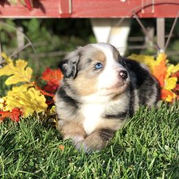 Miniature Australian Shepherd and Toy Australian Shepherd Puppies from Dirt Road Aussie’s of Montana