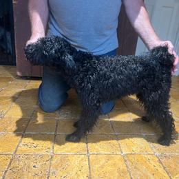 TBA - Black female Pumi puppy in Delhi, New York from Catskill Pumi