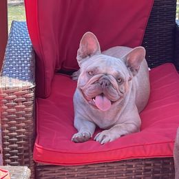 Viole  - French Bulldog
