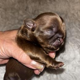 Boy 3  2000 Pet Only or 2800 Full Rights - Liver male Shih Tzu puppy in Wooster, Ohio from Mending Hearts Shih Tzu's