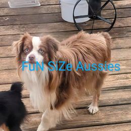 Trinidad - Toy Australian Shepherd